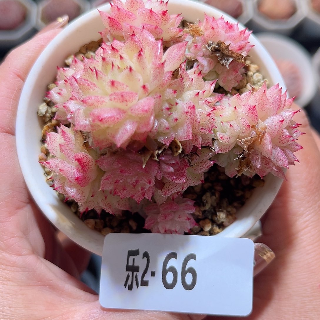 乐2-66 麦秆群不包整