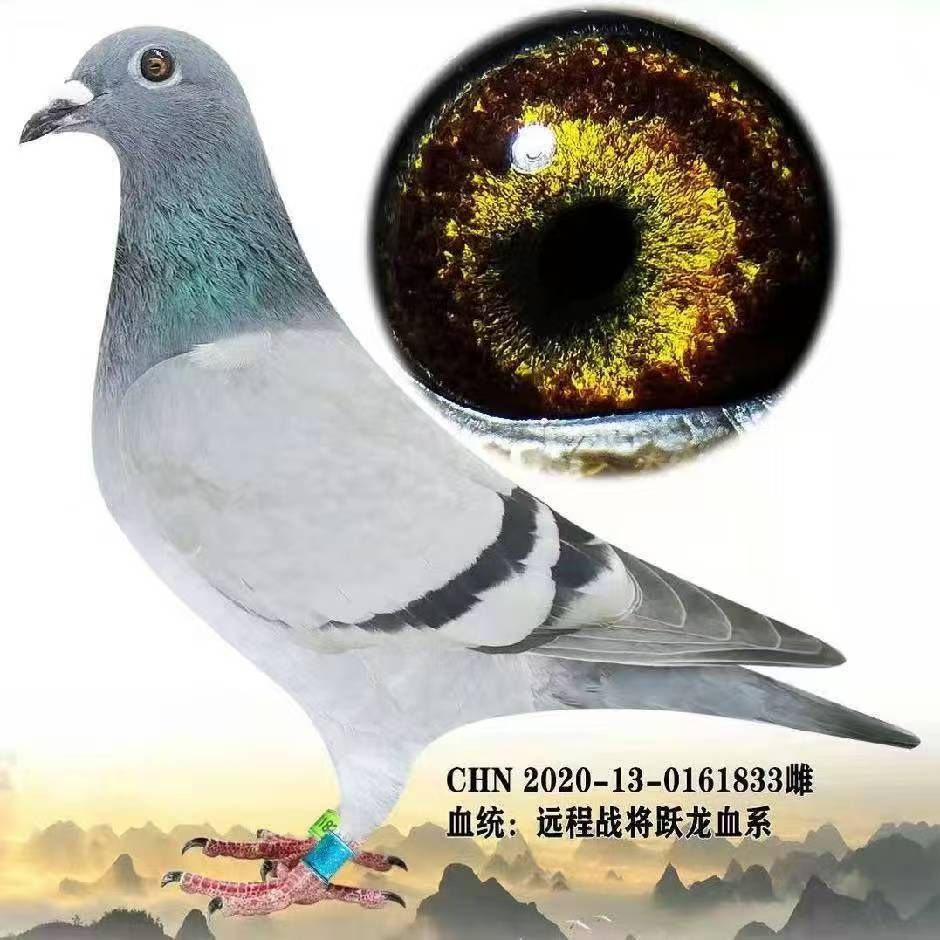 赛鸽种鸽信鸽成绩鸽青年鸽幼鸽多种类型鸽类