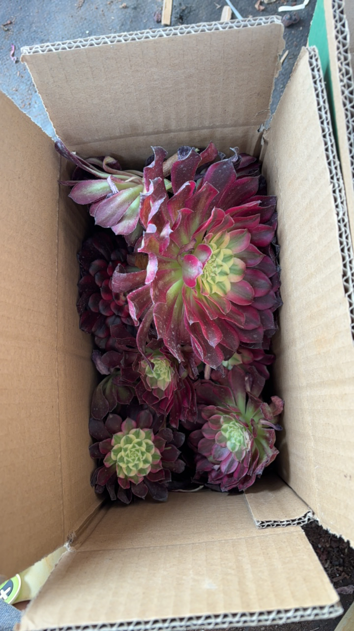 云南精品法师砍头苗随机组合7颗