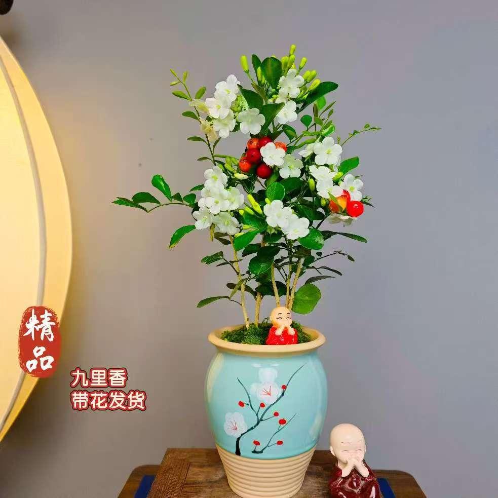 九里香【带花苞】浓香中式蓝梅陶瓷盆室内高端茶桌办公桌好养易活
