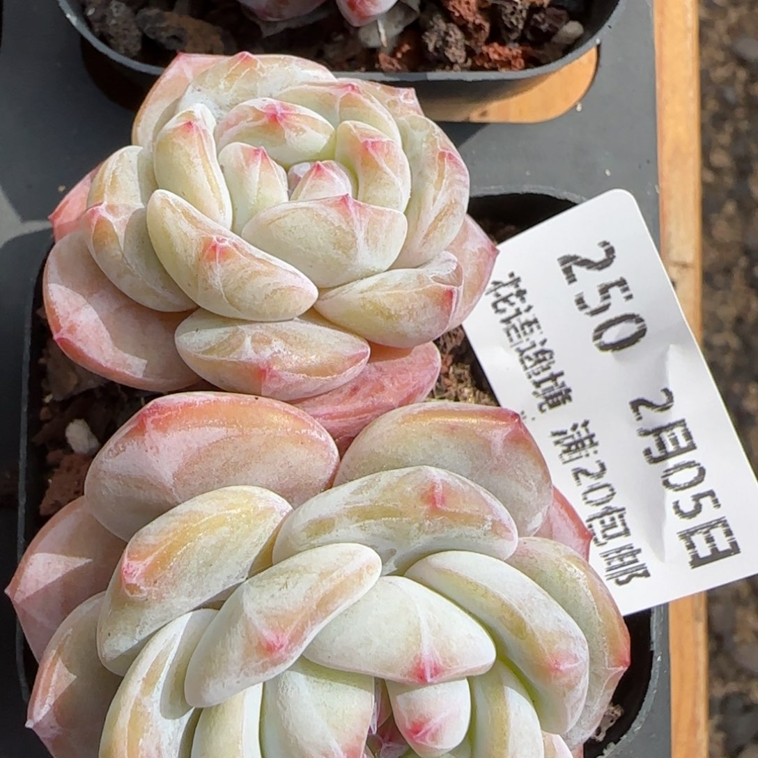 花语逸镜0205-250