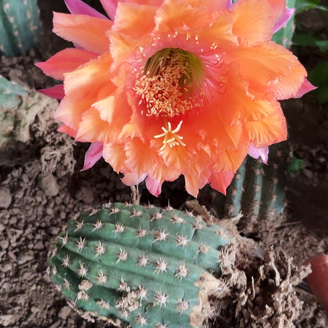 104 毛花柱温柔色瑕