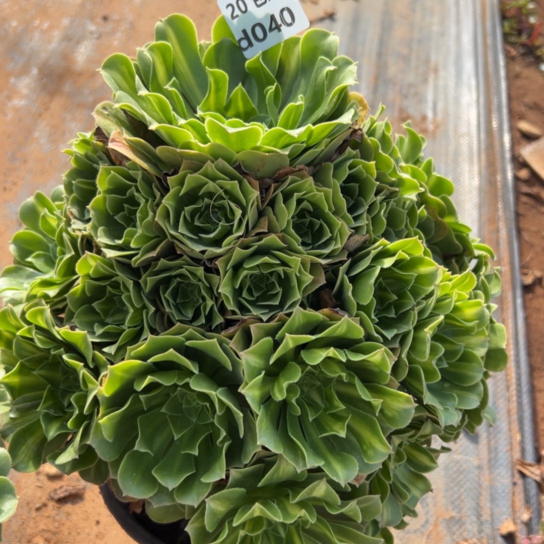 024绿杨蓉，多肉法师