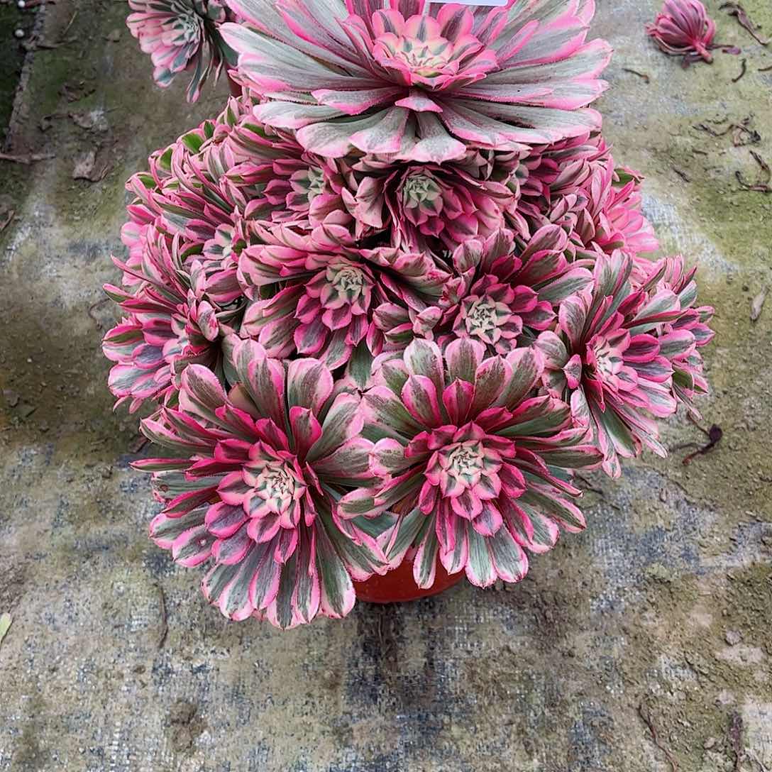 无花朵多肉植物粉红同762