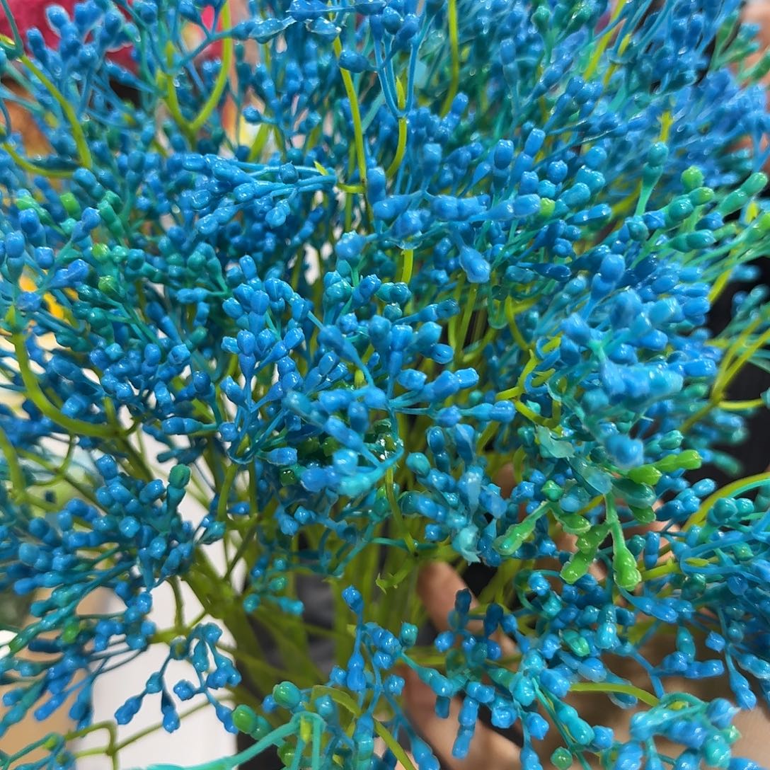 蓝色满天星10支装