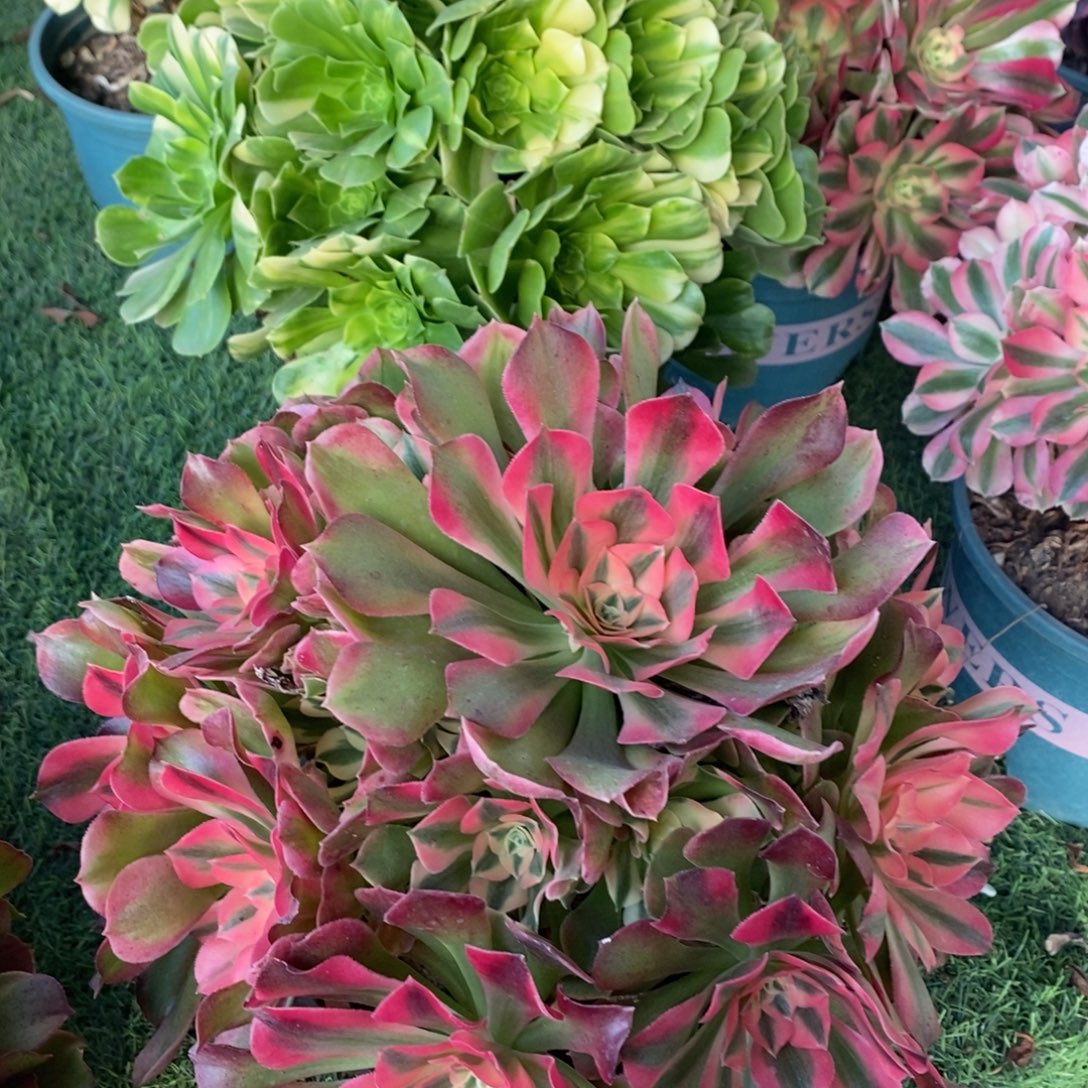 不开花植物199号香妃➕五彩琉璃多肉