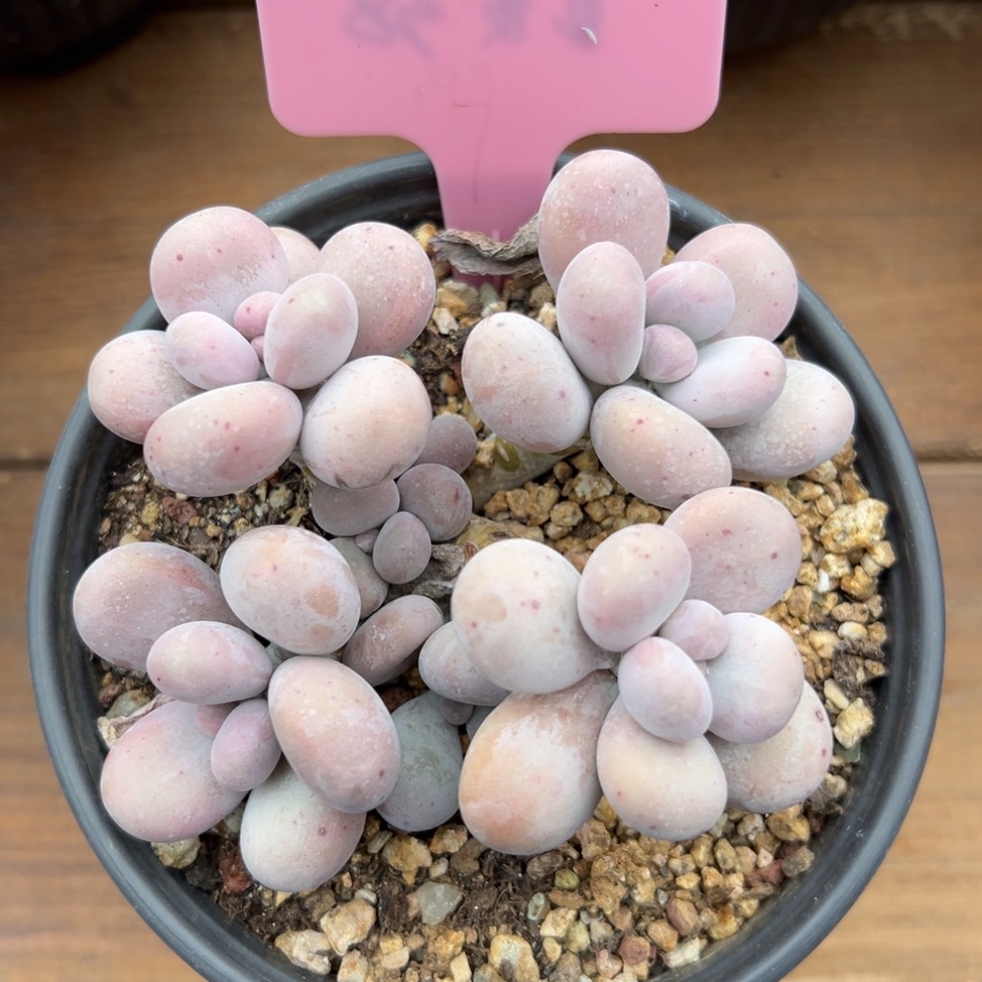 原始奶酪111111111111111