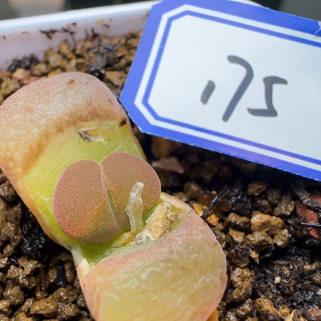 红网格脱土发货母本。   