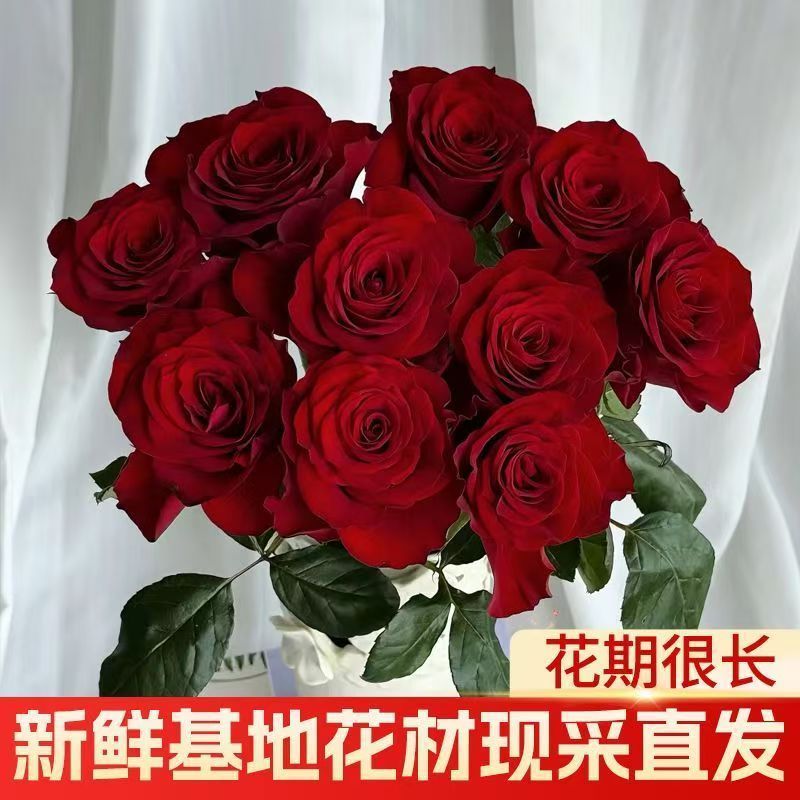 自由红玫瑰云南昆明基地鲜花新鲜花束花瓶蜜桃雪山弗洛伊德