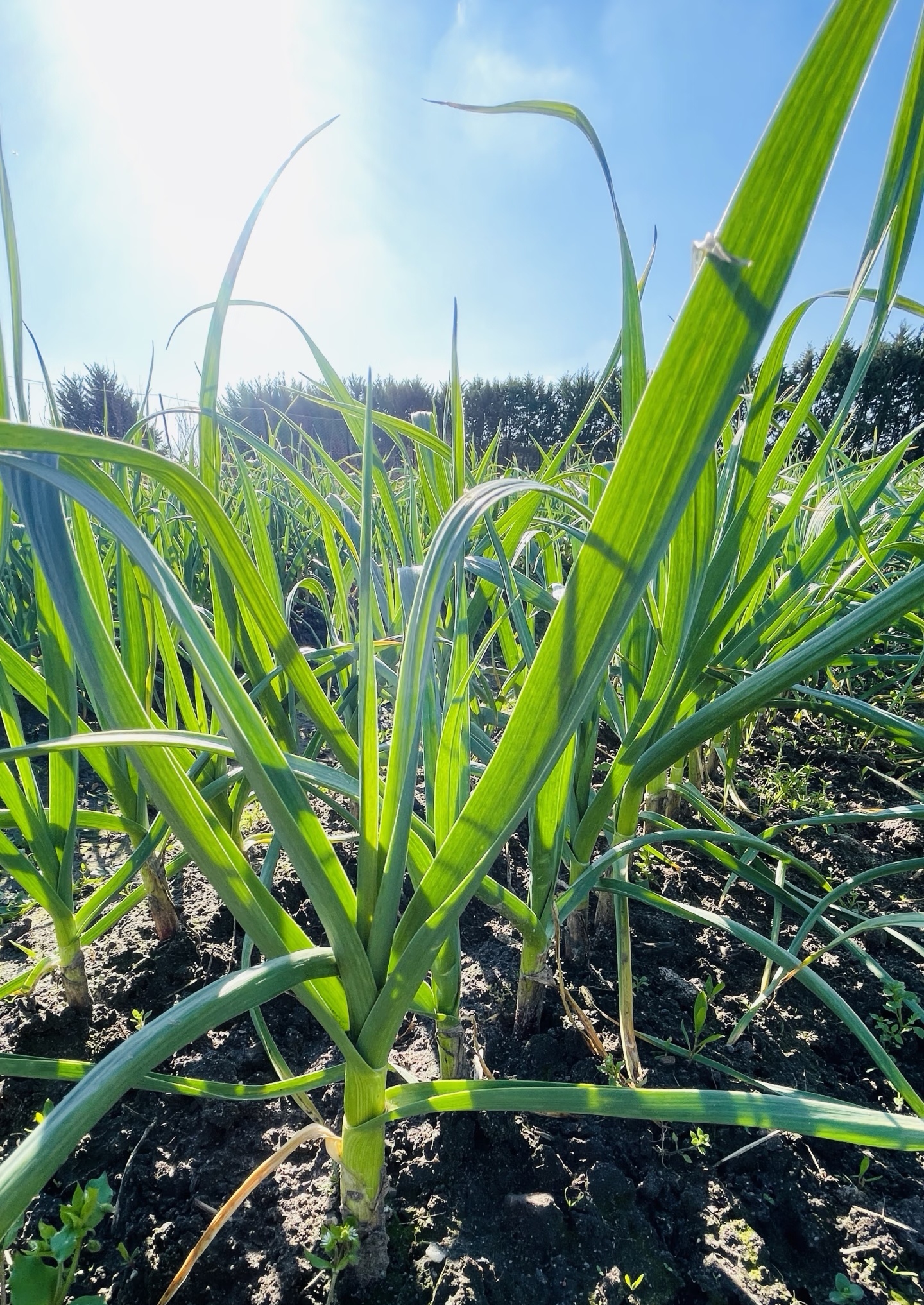 【良美农场】如皋本地大蒜苗 现摘现发