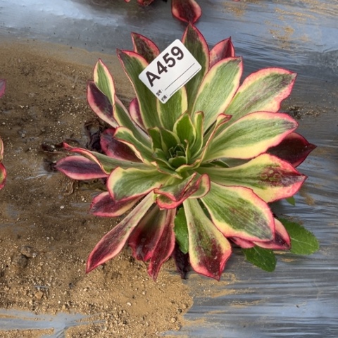 多肉植物魅影捧花