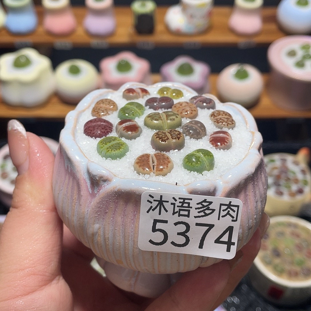 带盆土植物 一物一拍5374