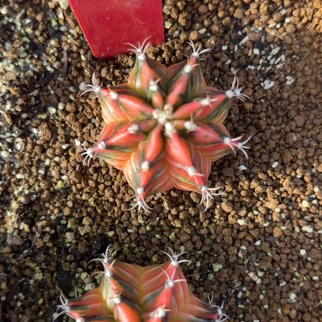 L522-1222泰国发货 嘉年华