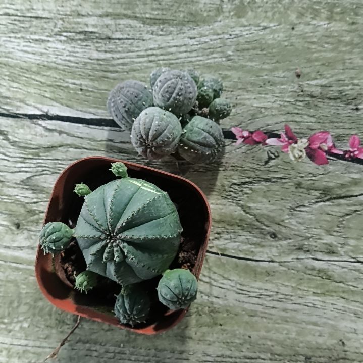 花花世界迷人眼的球球好看