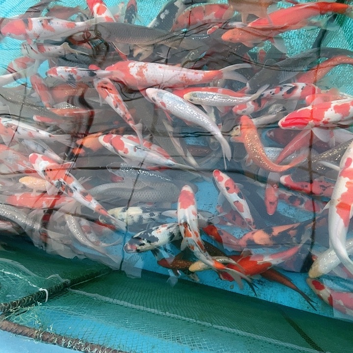 海水鱼锦上锦鲤二浩观赏鱼