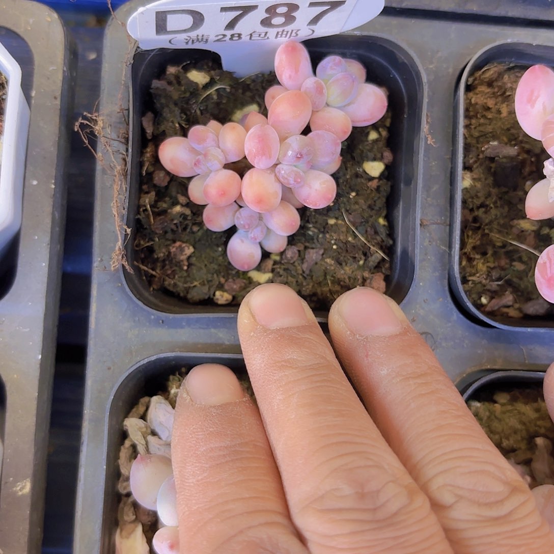 D787苹果奶一物一拍