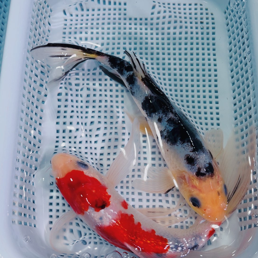 锦鲤锦鲤冷水鱼观赏144