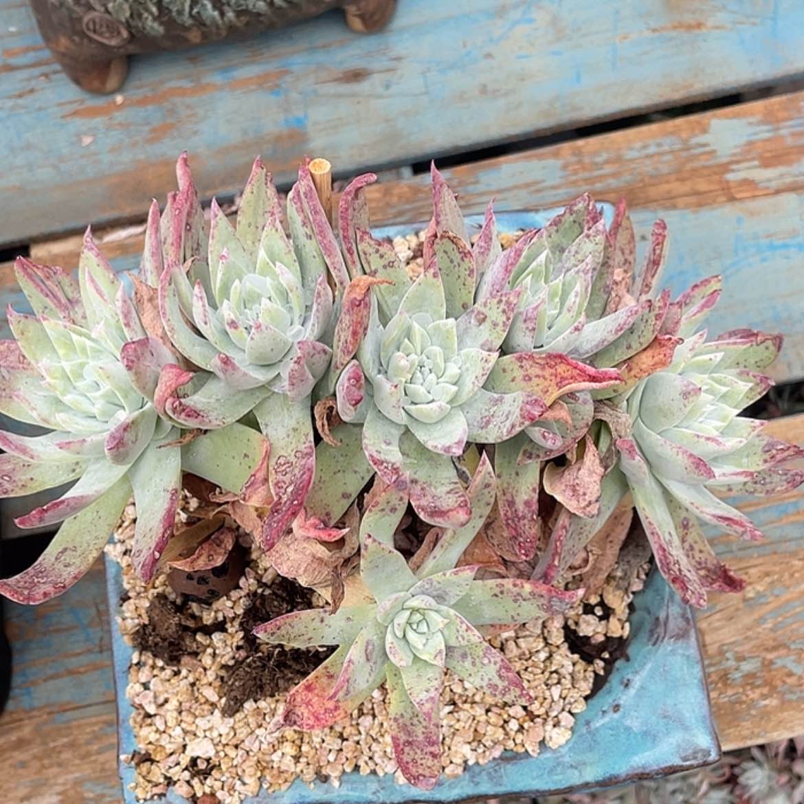 【闪购商品】赛丽娜