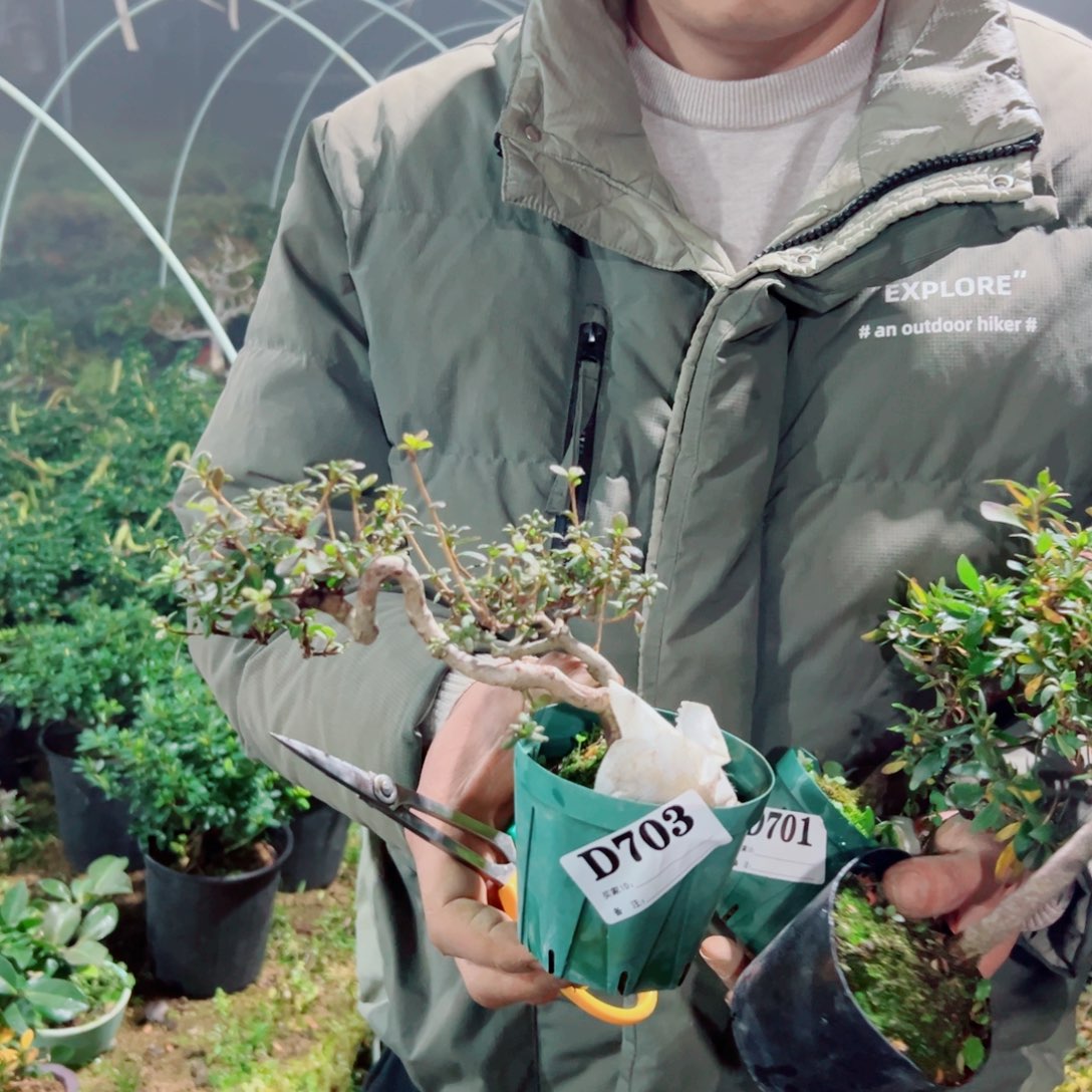 完全开放y*o杜鹃花科植物有花