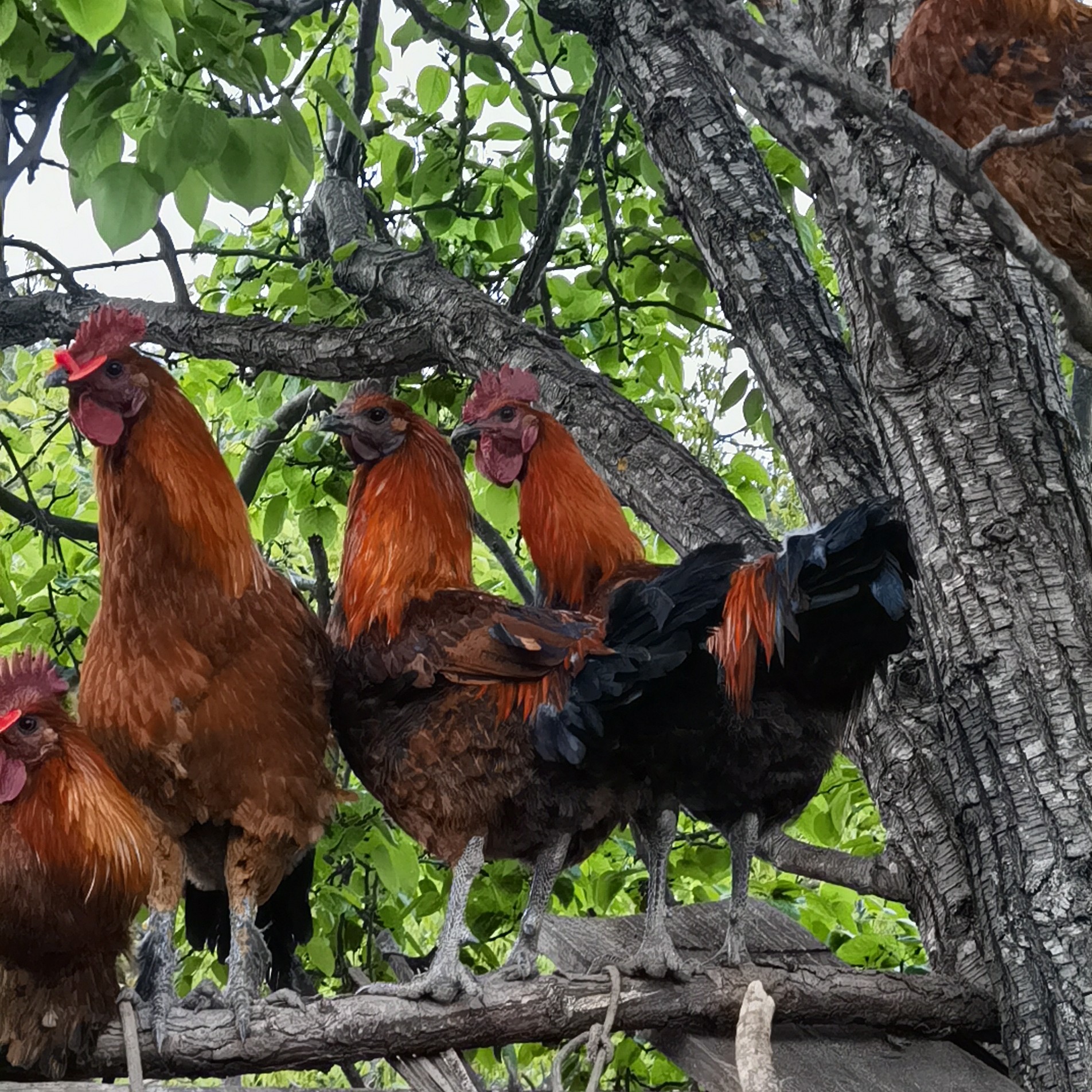 农村高山散养土鸡一只