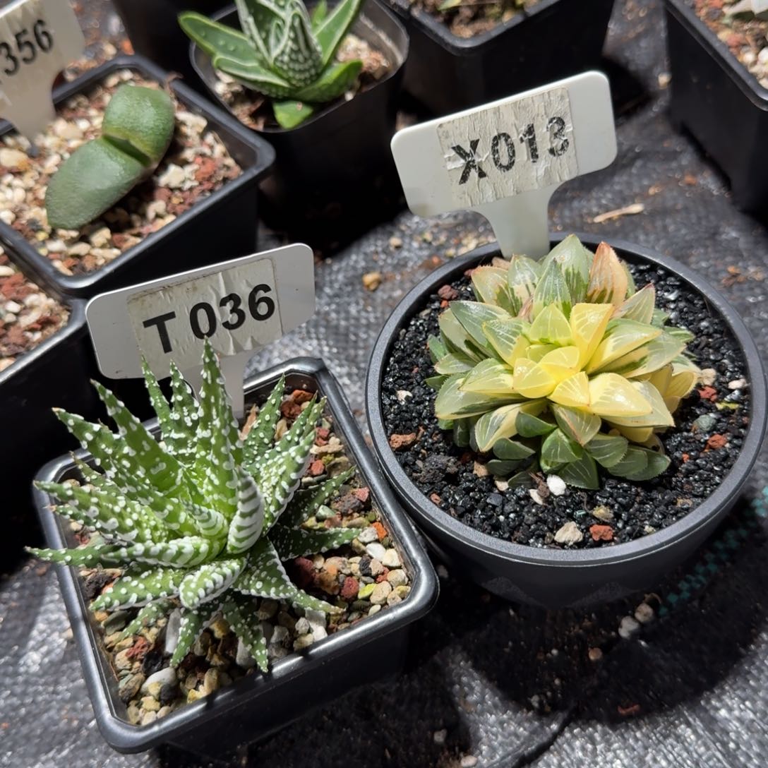 宝**年福利两颗如图……脱土