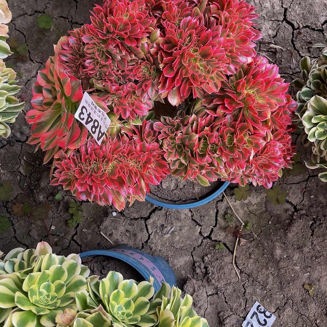 法师法师15–15包邮法师