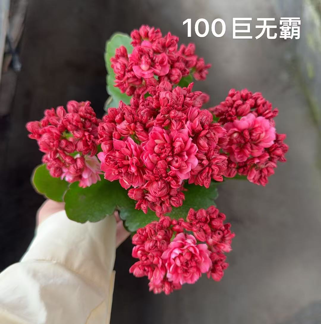 巨无霸，昊景100原盆原土