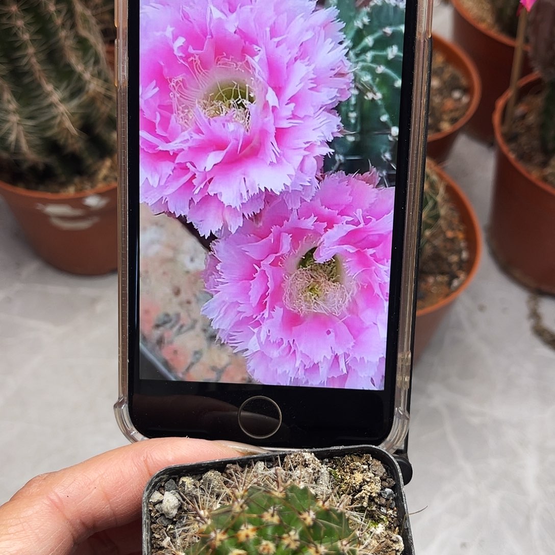 彩草3号羽毛带根3公分左右