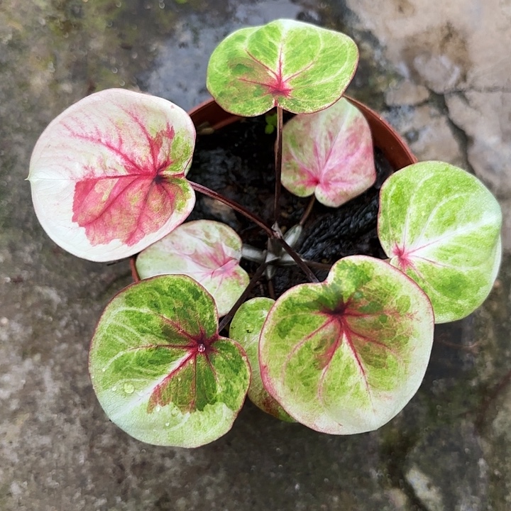 71-1212哈拉吧啦广东现货