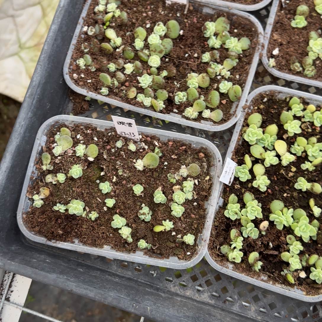 映雪穴一个满25包邮