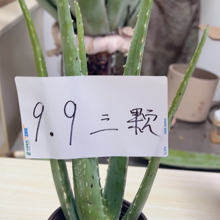 无花朵3颗库拉索小苗