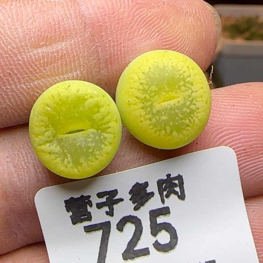 绿光阳。         