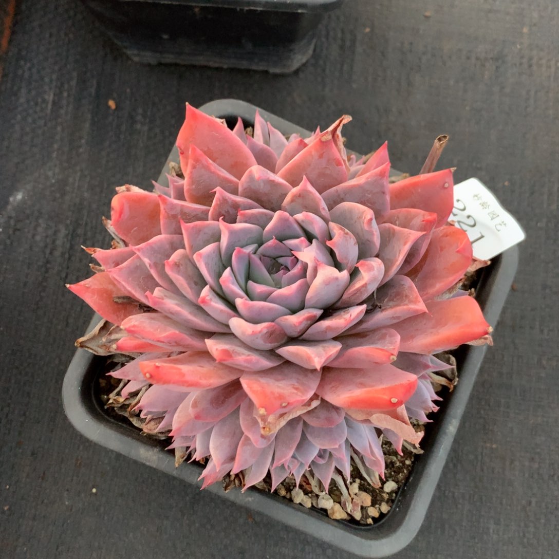 221新年快乐发发发