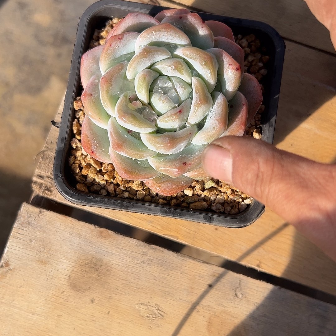 多肉植物冰玉闪购