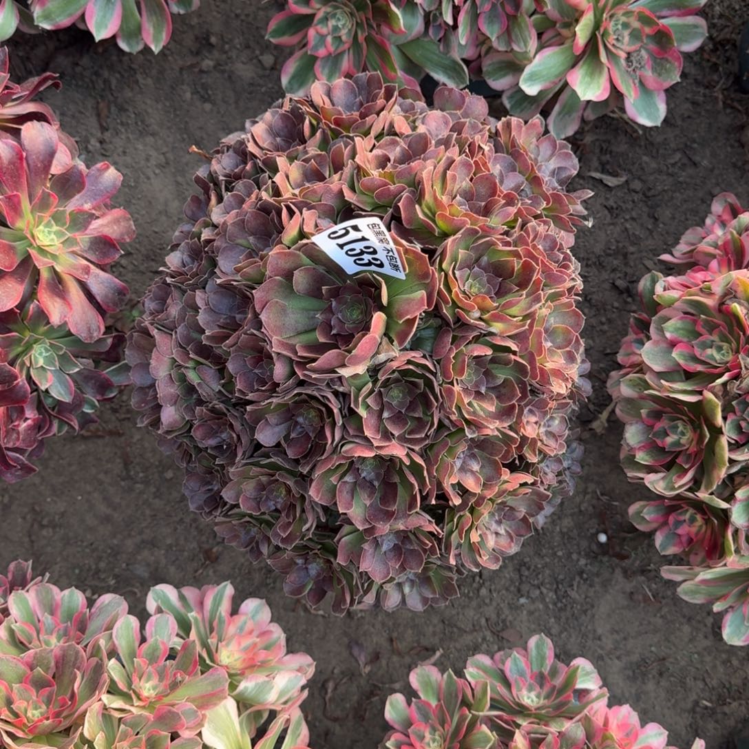 法师荷兰玫瑰5133 16-16