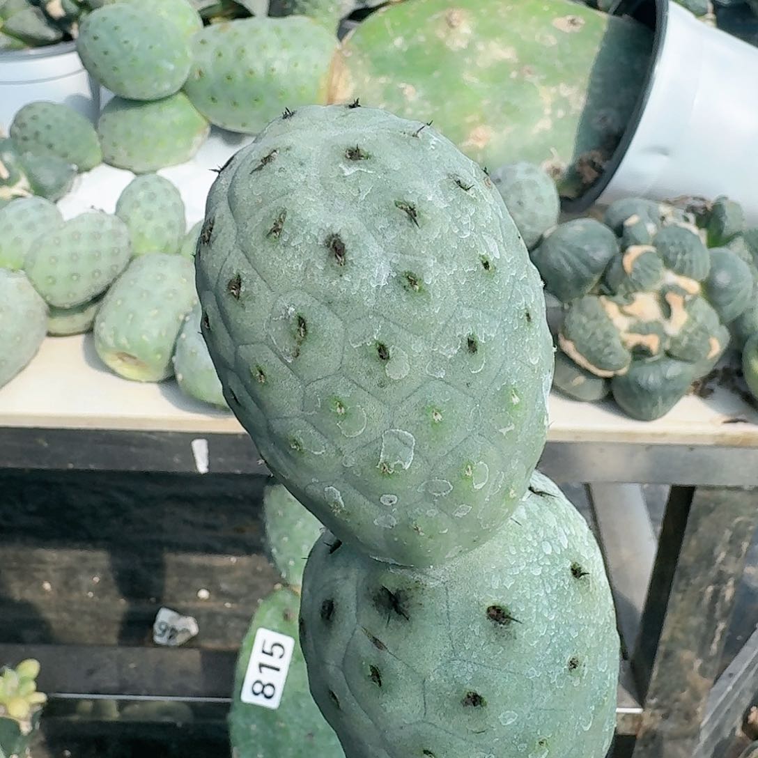 【闪购商品】无花朵双头大型绿皮洞洞习814