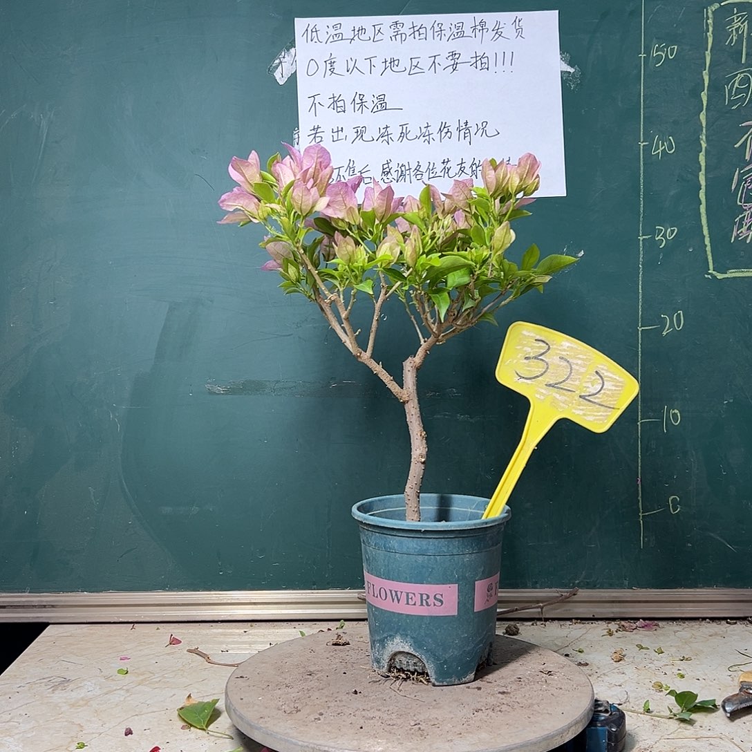 完全开放金夫人 322