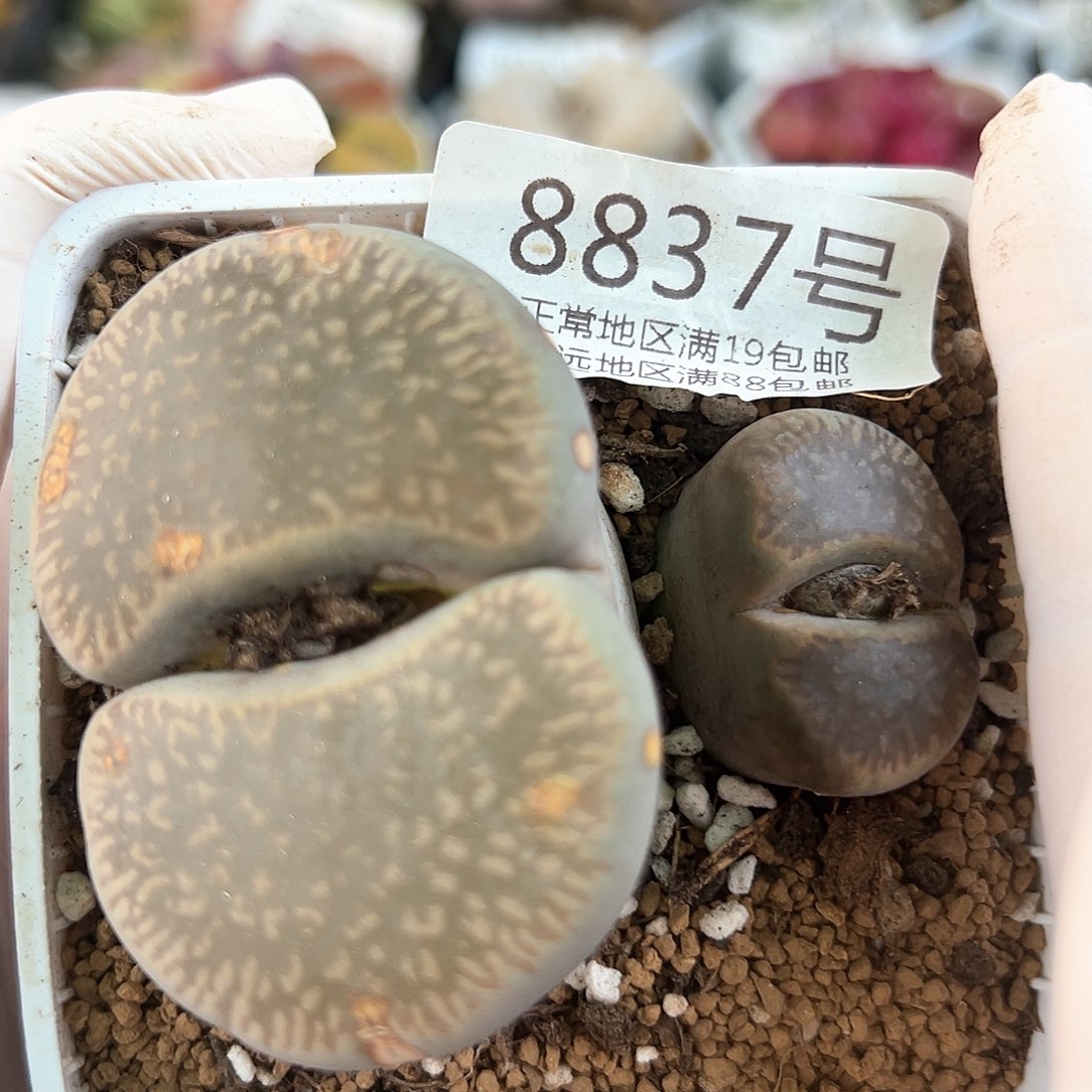 好养易活生石花大母本8837