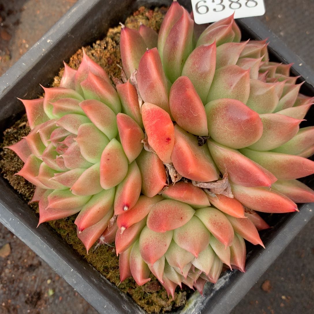 6388散群价杂交多肉