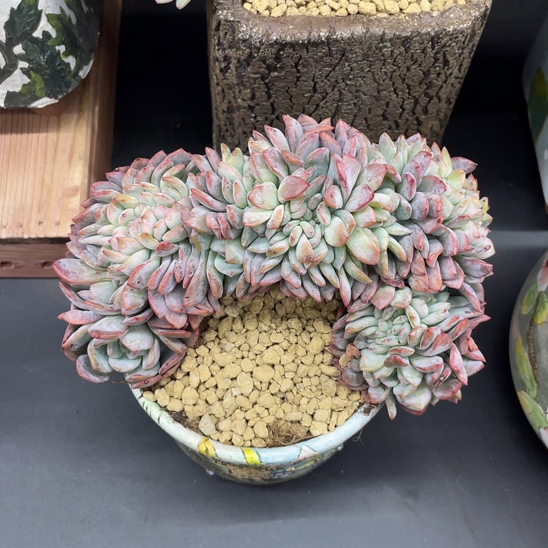 瑕疵-全明星缀化，介意慎拍