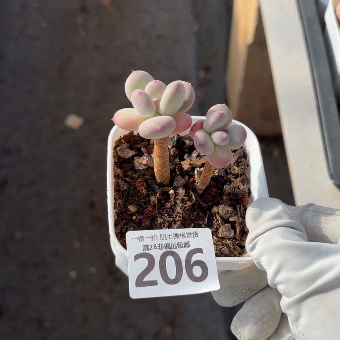 苹果奶老桩无盆土发货