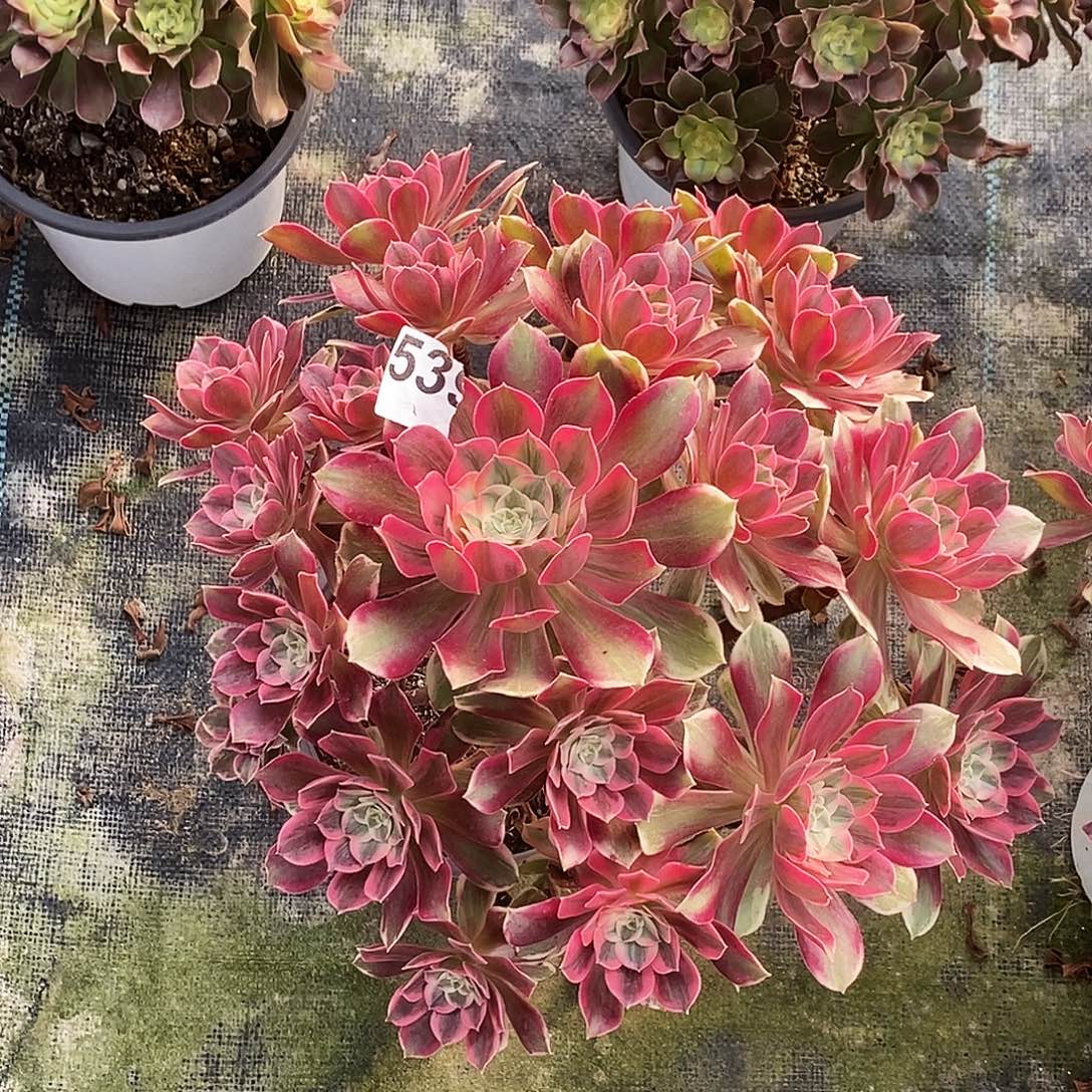 539焕纱冠服30公分