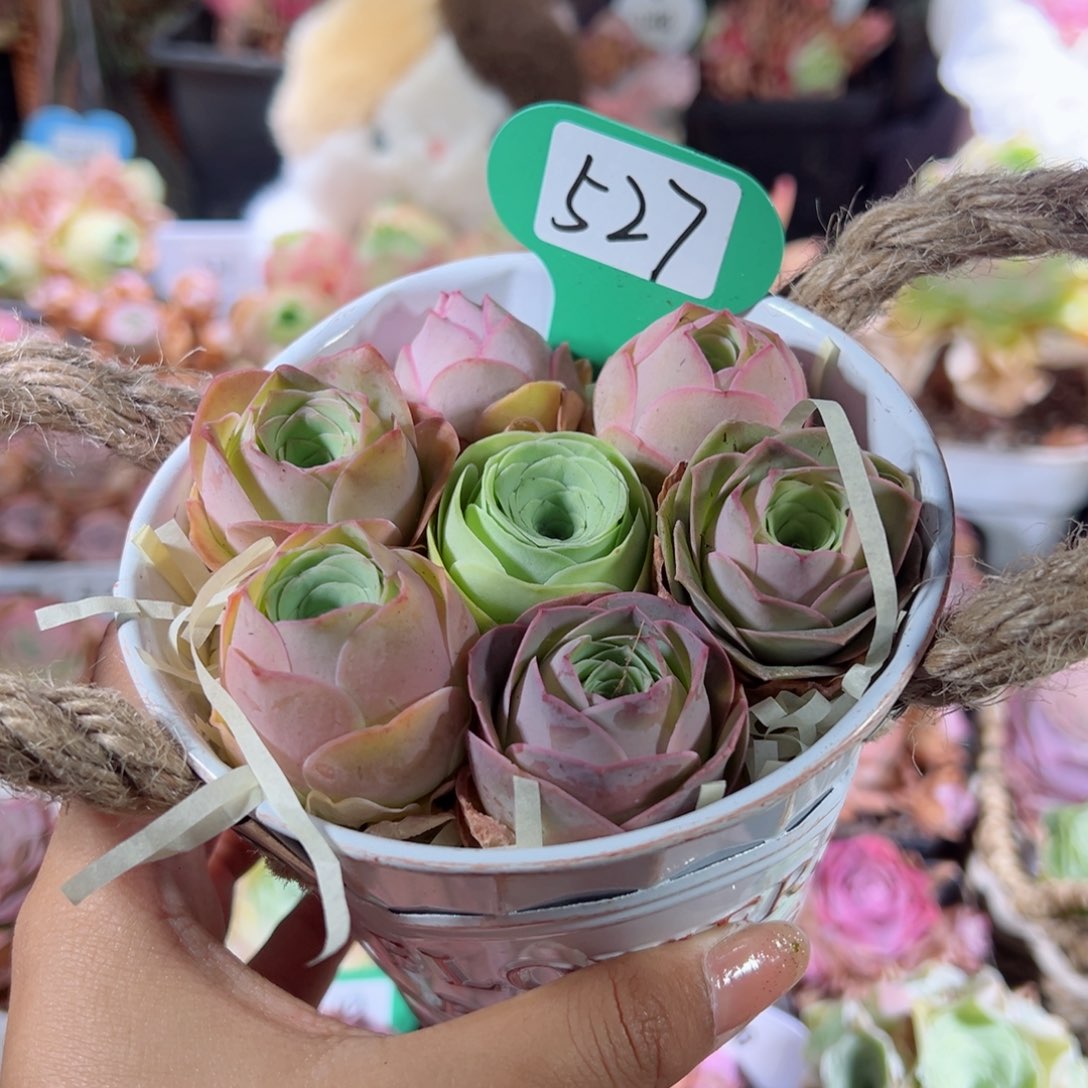 色*527白色铁皮桶玫瑰组合。            