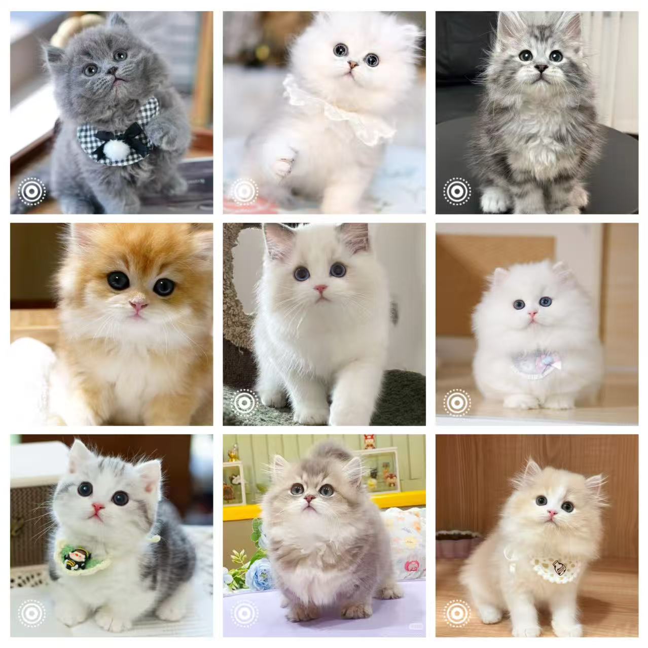 猫咪缅因金渐层拿破仑高地长毛米努特银渐层蓝猫高地英短