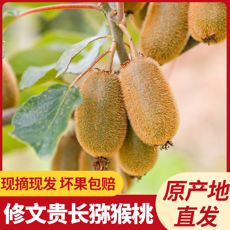 【精选果王】正宗贵州修文猕猴桃软糯香甜自然成熟