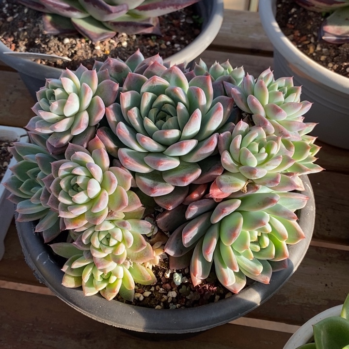 D098- 直播福利 东云捧花