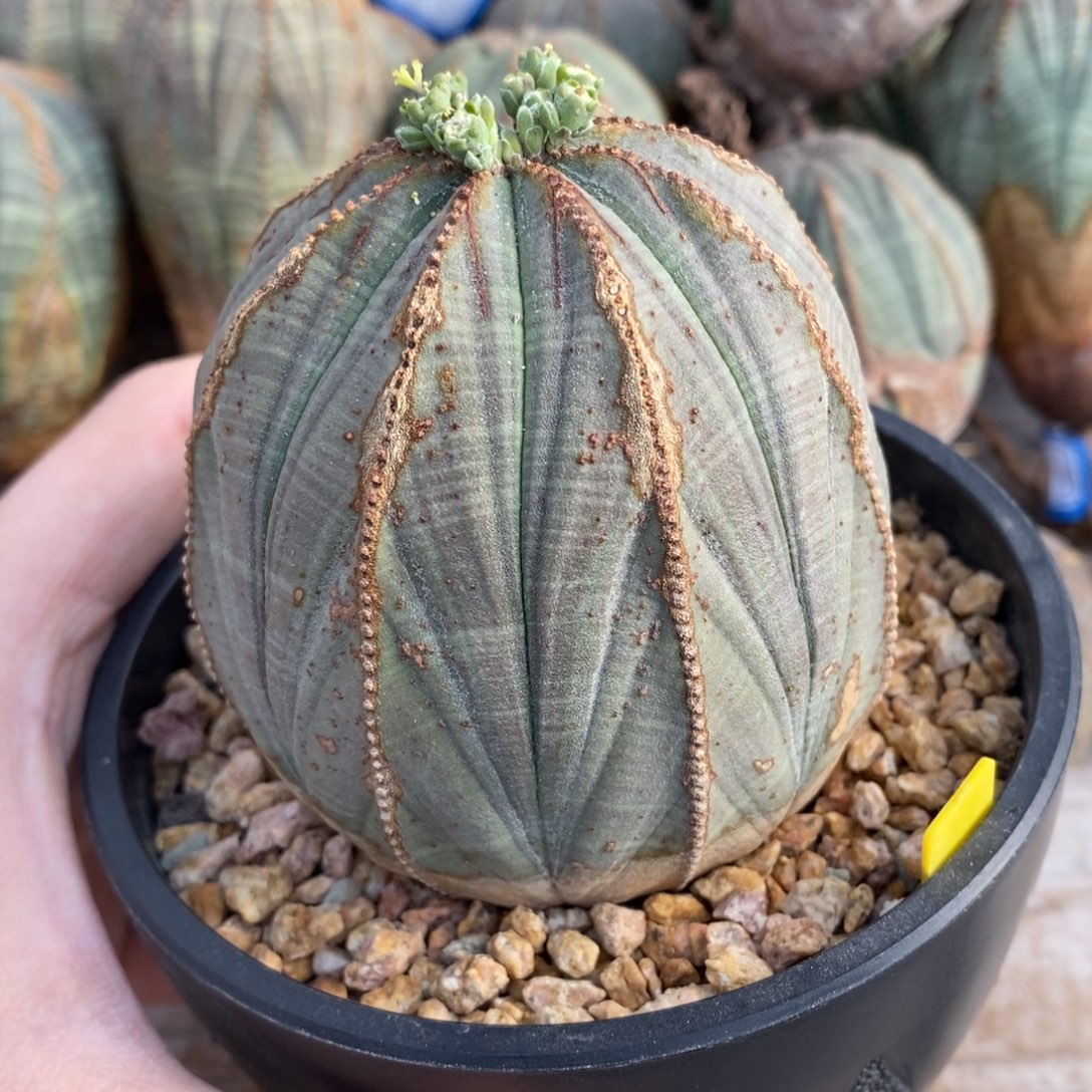 8 欧系实生布纹球多肉植物