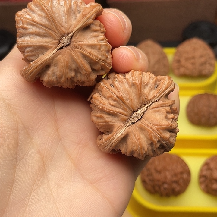 白狮子41全品红皮