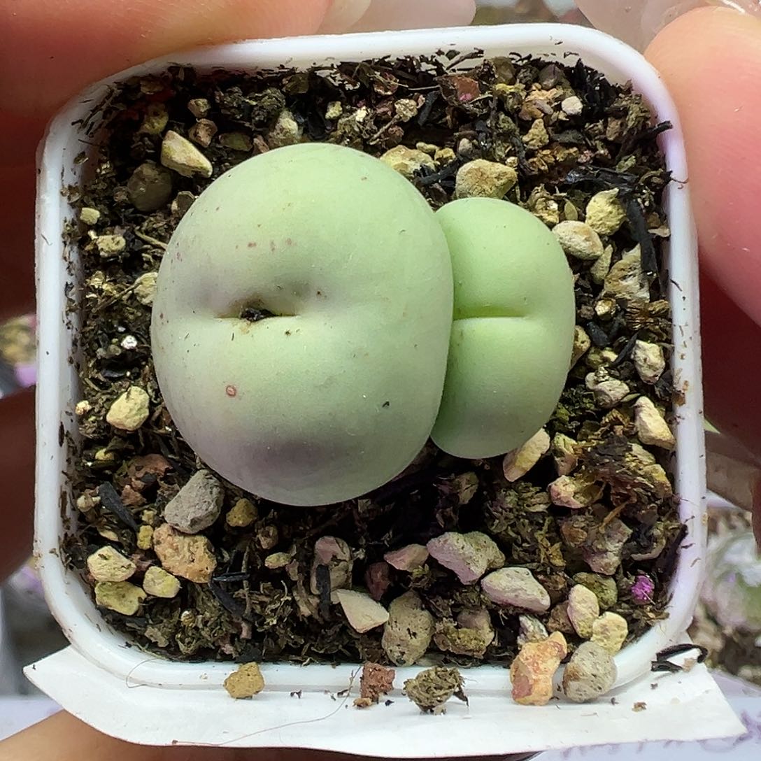 595鸽子蛋双头带盆土发货