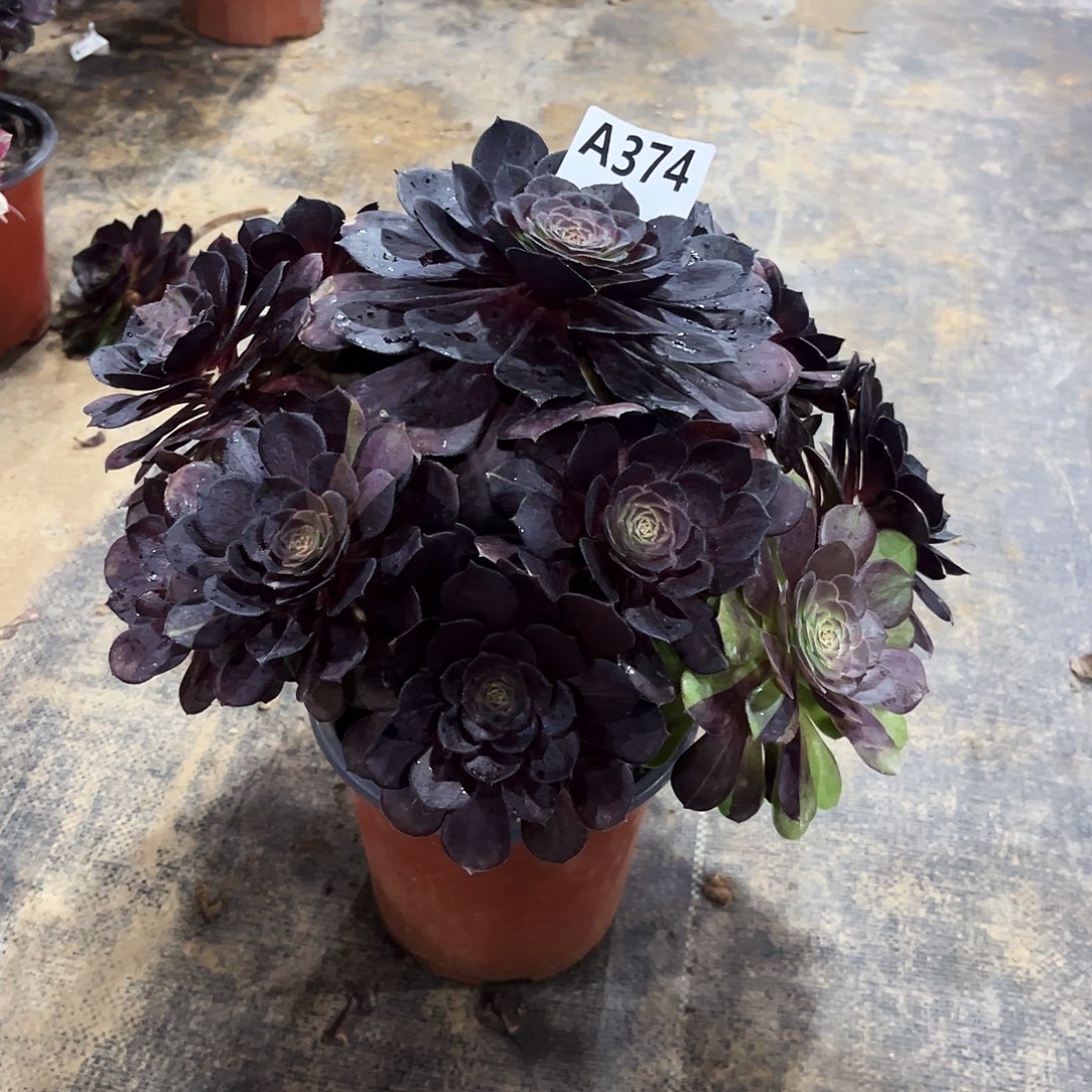 㜂***孞多肉植物黑美人374多肉